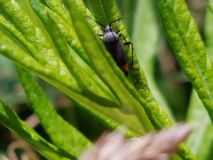 Polymerus venaticus