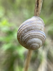 Caucasotachea vindobonensis