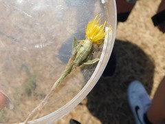 Centaurea procurrens