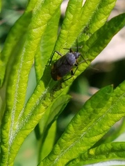 Polymerus venaticus