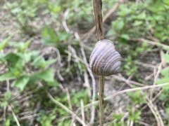 Caucasotachea vindobonensis