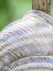 Caucasotachea vindobonensis