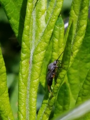 Polymerus venaticus