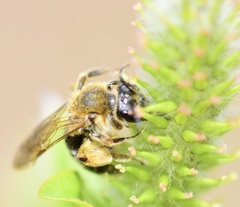 Andrena rugosa
