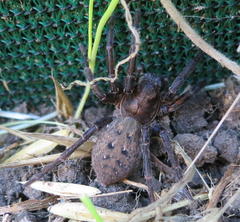 Uliodon albopunctatus