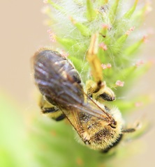Andrena rugosa