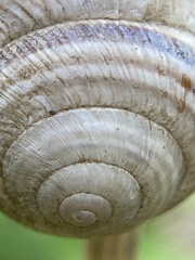 Caucasotachea vindobonensis