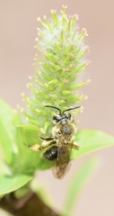 Andrena rugosa