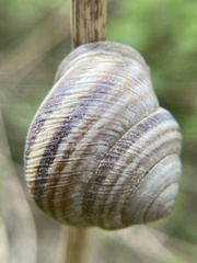 Caucasotachea vindobonensis