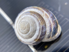 Caucasotachea vindobonensis