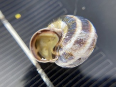 Caucasotachea vindobonensis