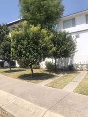 Syzygium samarangense