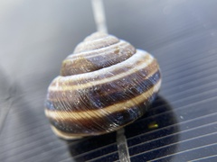 Caucasotachea vindobonensis