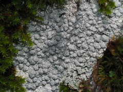 Pertusaria plittiana