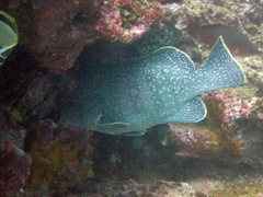 Dermatolepis dermatolepis