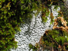 Pertusaria plittiana