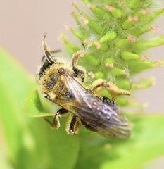 Andrena rugosa