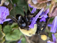 Bombus griseocollis