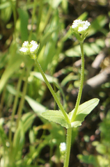 Valerianella radiata
