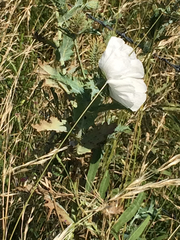 Argemone albiflora texana