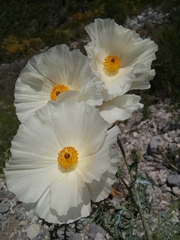Argemone grandiflora