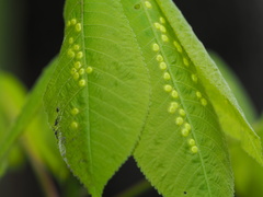 Phylloxera caryaefallax