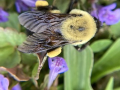 Bombus griseocollis