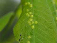 Phylloxera caryaefallax