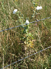 Argemone albiflora texana
