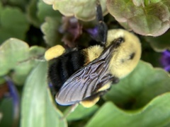 Bombus griseocollis