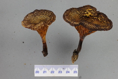 Austropaxillus squarrosus