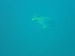 Anisotremus espinozai