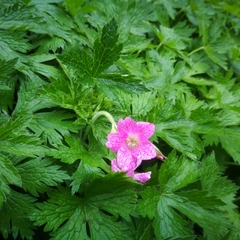 Geranium
