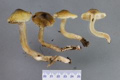 Tricholoma viridiolivaceum
