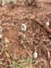 Enneapogon lindleyanus