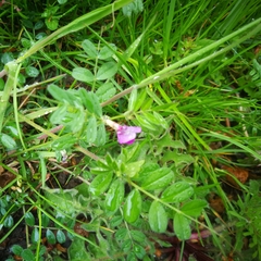 Vicia sativa