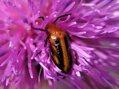 Nemognatha piazata