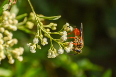 Sphex ichneumoneus