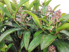 Miconia robinsoniana