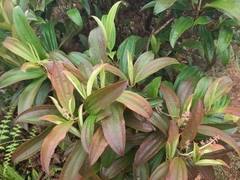 Miconia robinsoniana