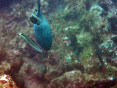 Plagiotremus azaleus