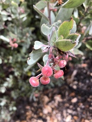 Arctostaphylos canescens