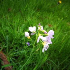 Cardamine pratensis