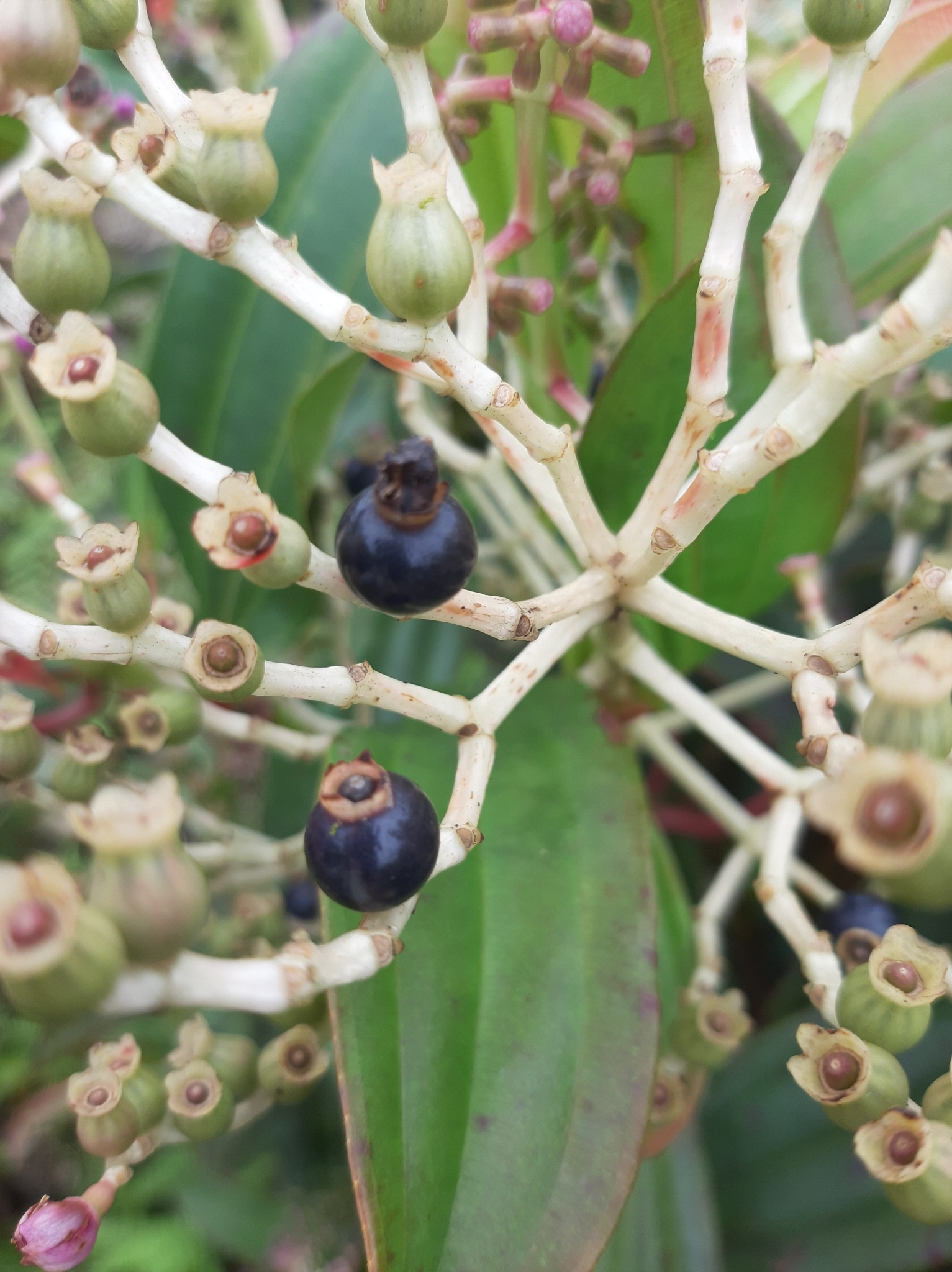 Miconia robinsoniana image