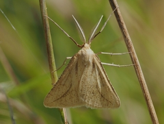 Aspitates collinaria