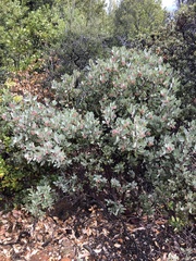 Arctostaphylos canescens