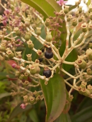 Miconia robinsoniana