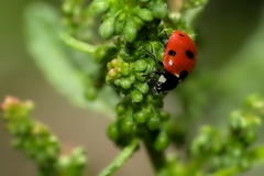 Coccinella septempunctata