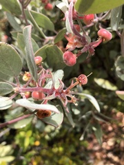 Arctostaphylos canescens