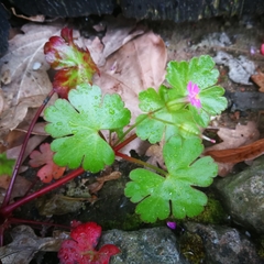 Geranium lucidum